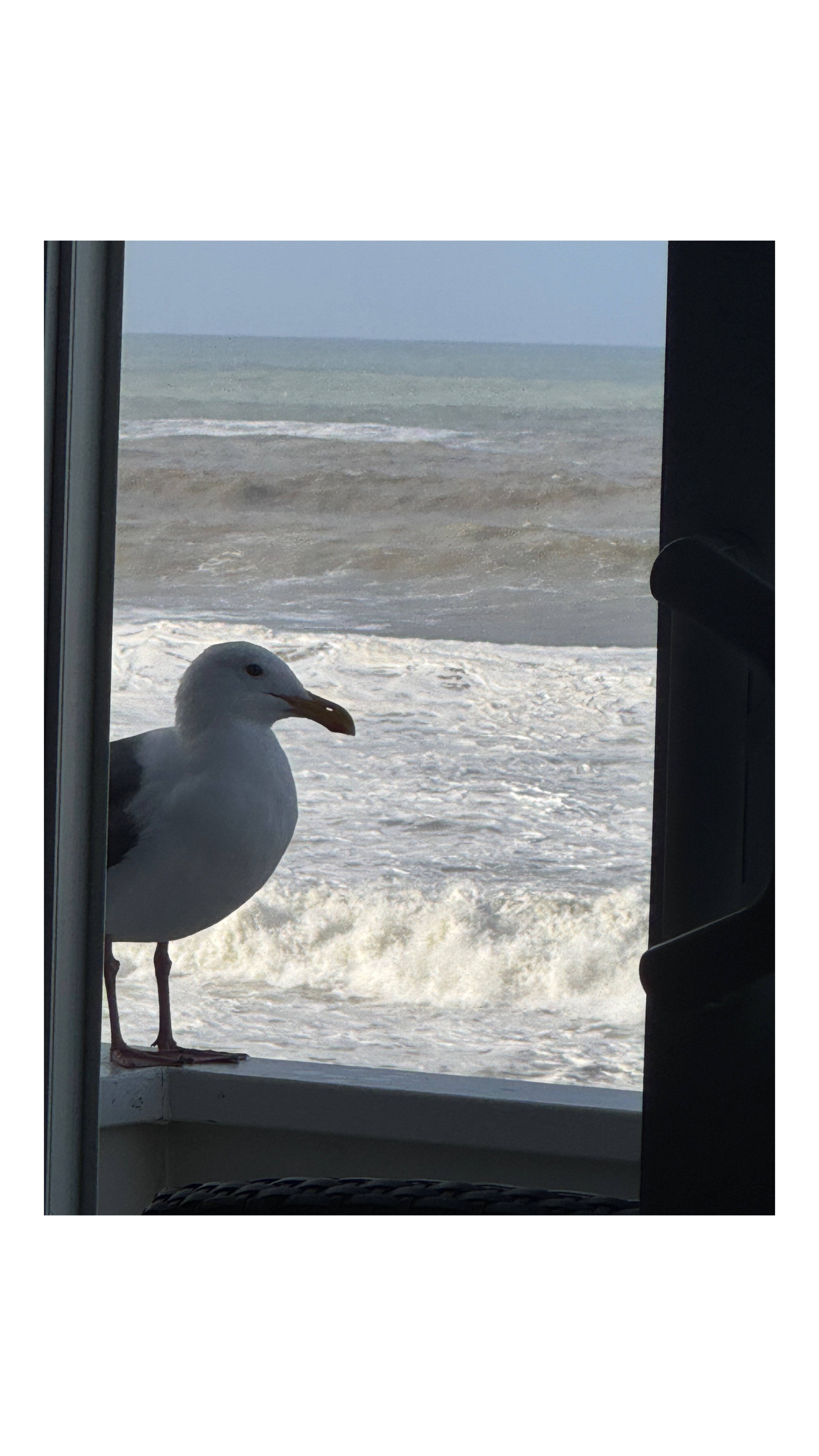 Waking up next to this guy this morning. He hung out there for an hour at least