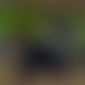 fullsizerender.mov