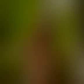 🍃 