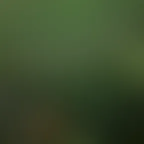 orla.mp4